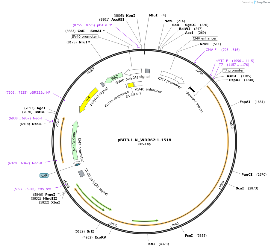 211257-plasmid-map-sequence-id-437062