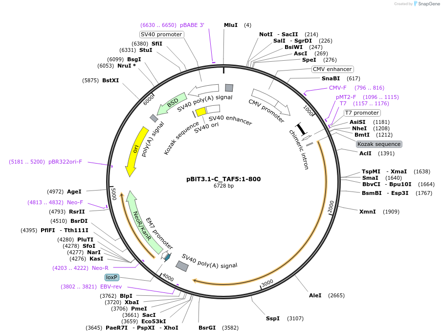 211305-plasmid-map-sequence-id-437063