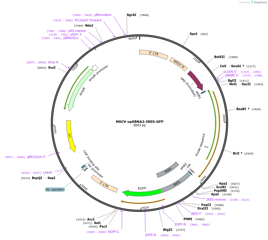 220354-plasmid-map-sequence-id-437068