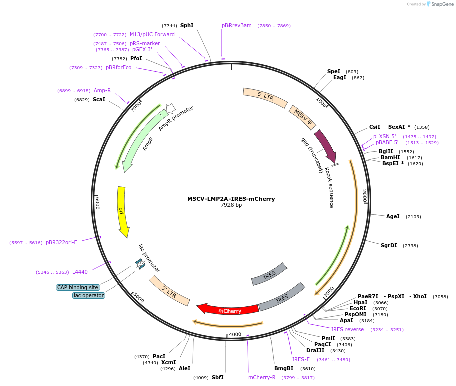 220353-plasmid-map-sequence-id-437073