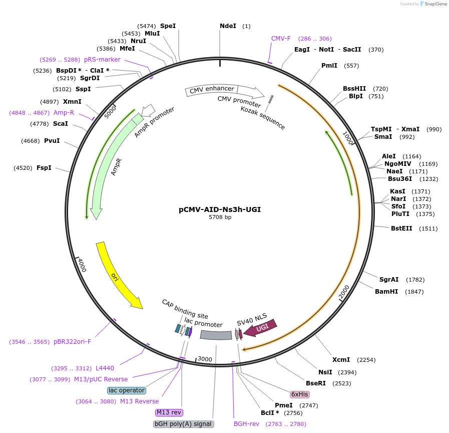 221219-plasmid-map-sequence-id-437074