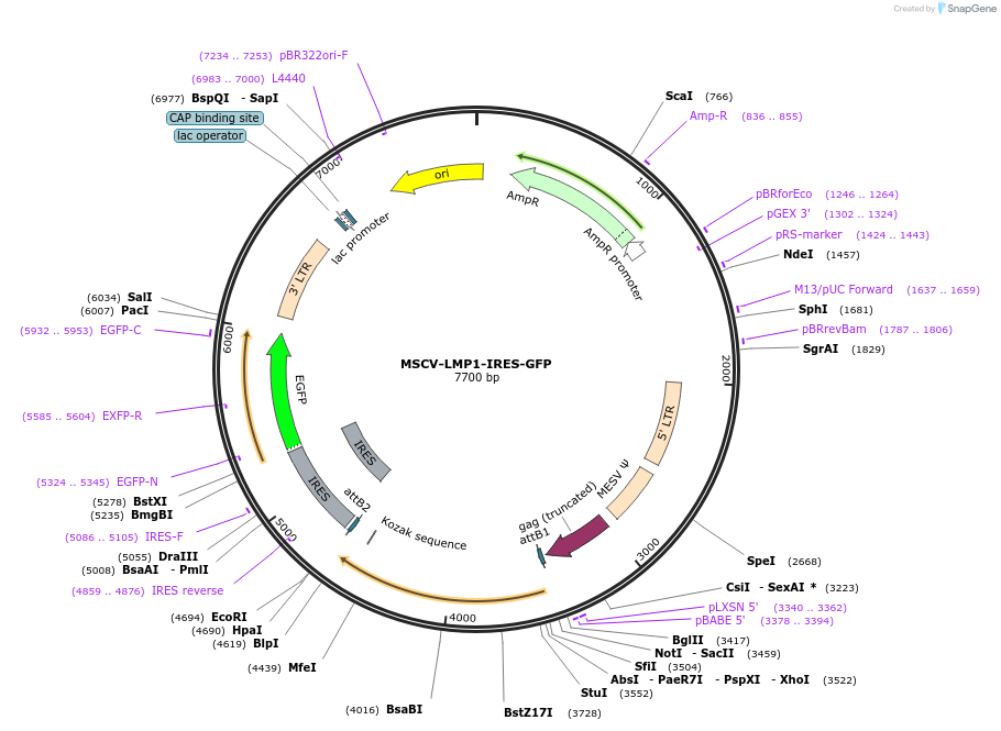 220350-plasmid-map-sequence-id-437076