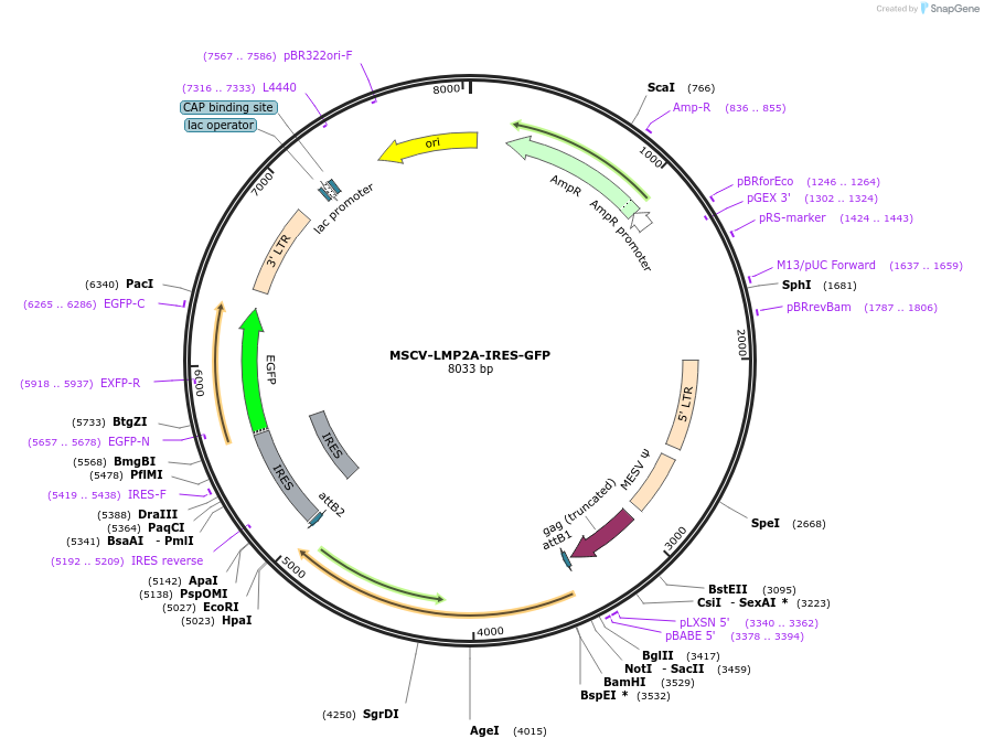 220352-plasmid-map-sequence-id-437080