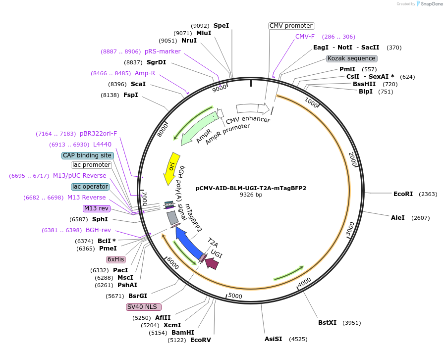 221222-plasmid-map-sequence-id-437082