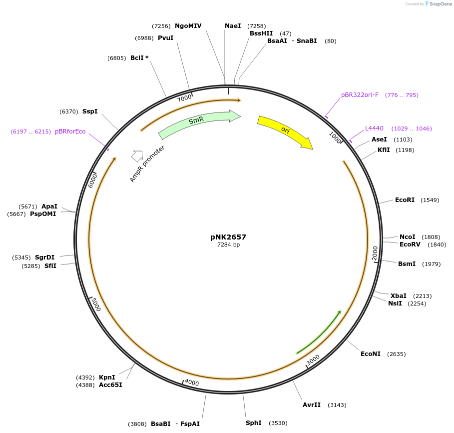 219741-plasmid-map-sequence-id-437095
