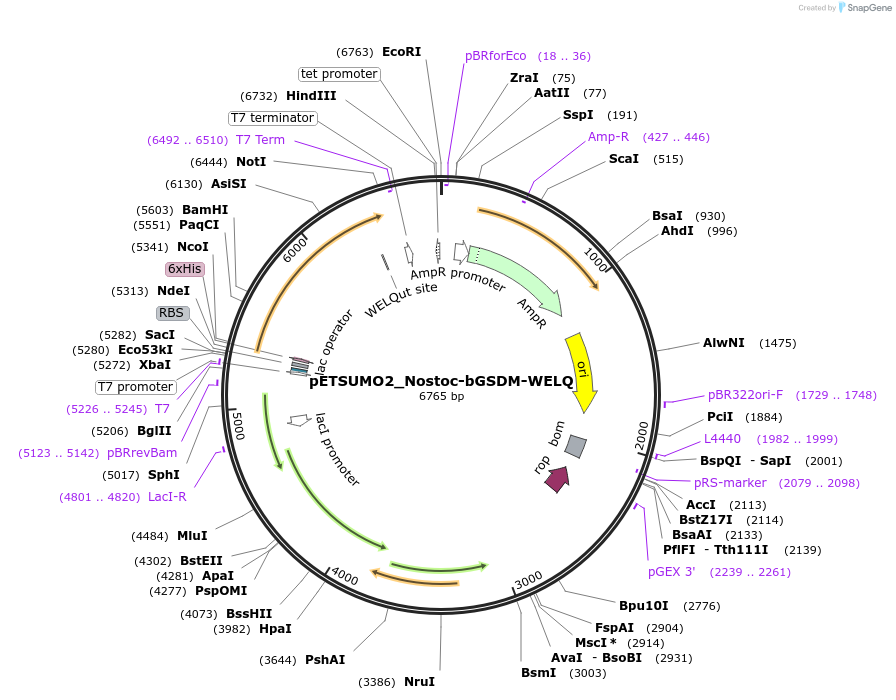 222100-plasmid-map-sequence-id-437100