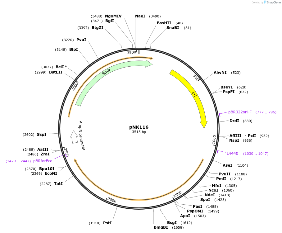 219742-plasmid-map-sequence-id-437105