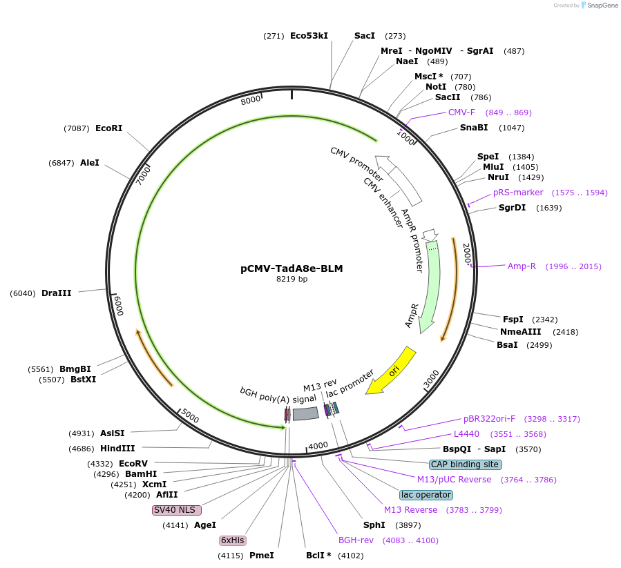 221226-plasmid-map-sequence-id-437106