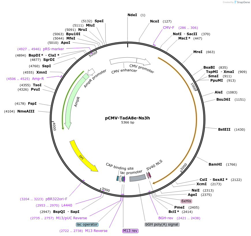 221227-plasmid-map-sequence-id-437107