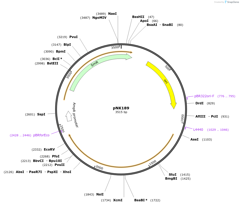 219743-plasmid-map-sequence-id-437108