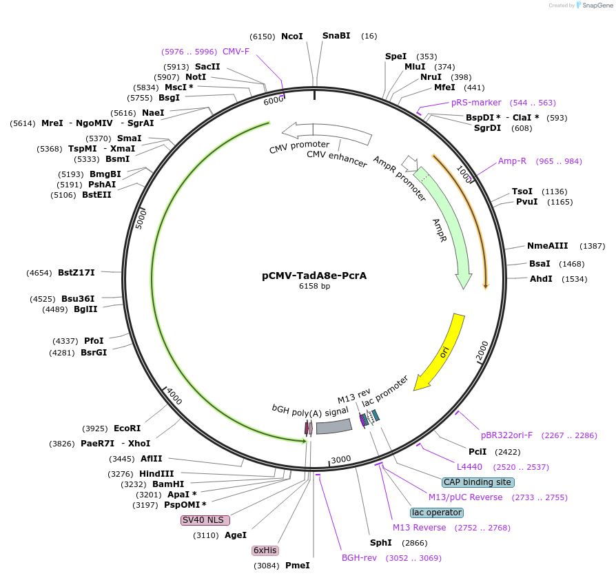 221228-plasmid-map-sequence-id-437110