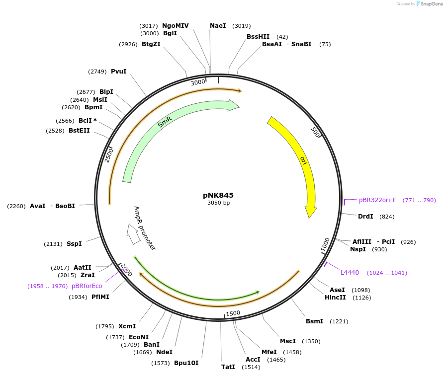 219746-plasmid-map-sequence-id-437111