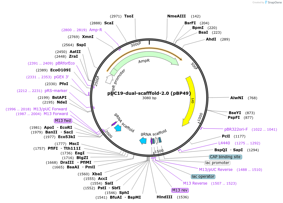 218931-plasmid-map-sequence-id-437113