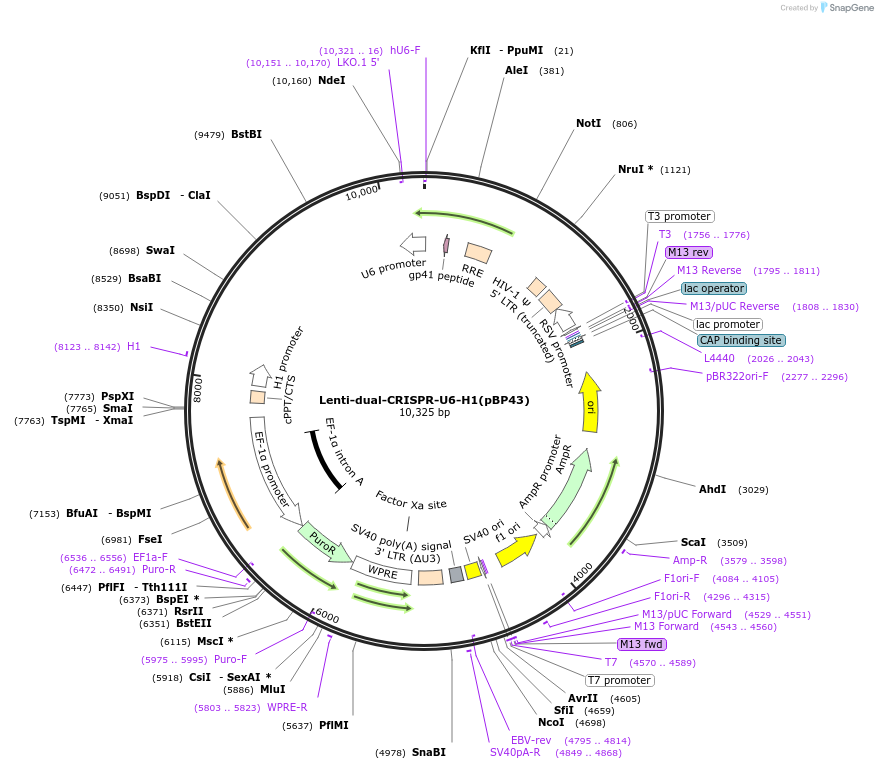 218930-plasmid-map-sequence-id-437114