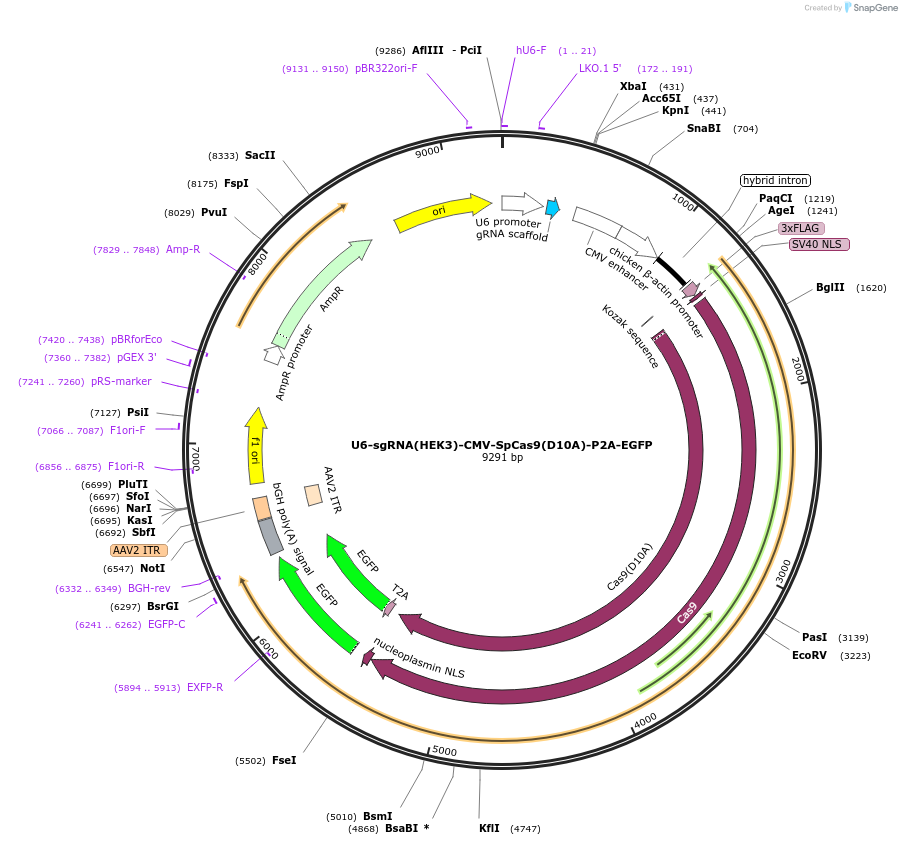 221233-plasmid-map-sequence-id-437115