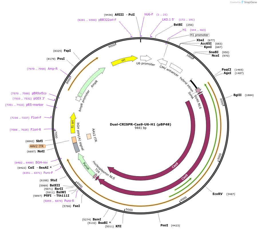 218932-plasmid-map-sequence-id-437116