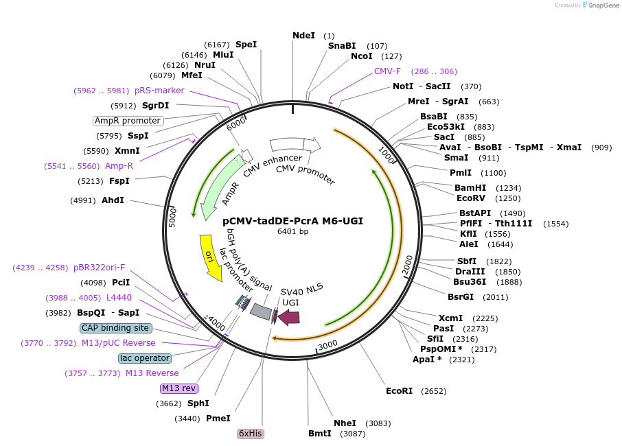 221236-plasmid-map-sequence-id-437117