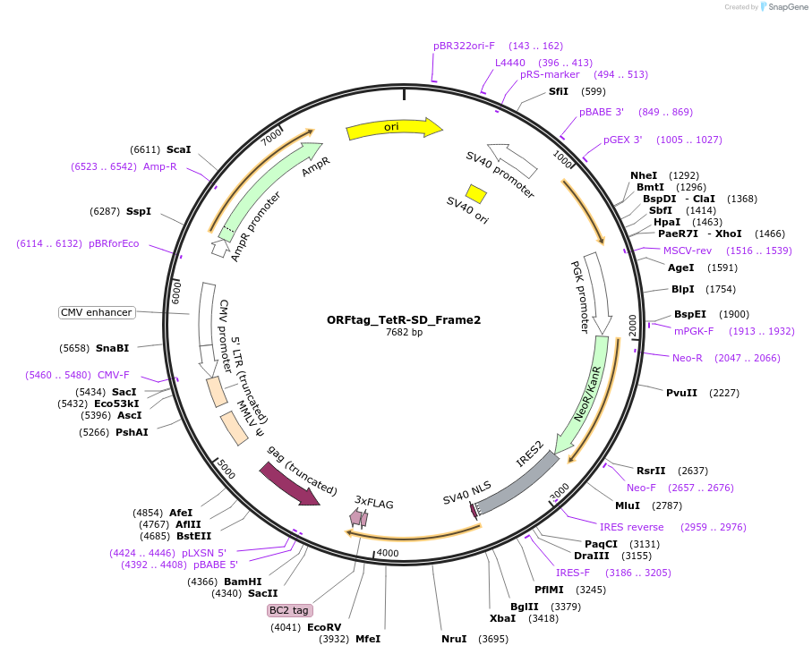 220982-plasmid-map-sequence-id-437118