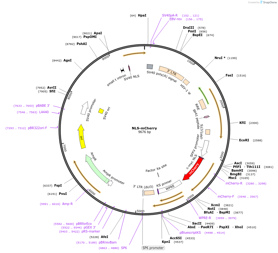 221216-plasmid-map-sequence-id-437121