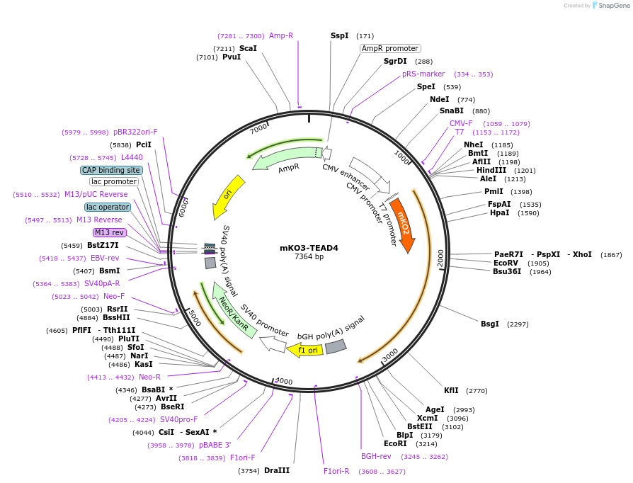 221217-plasmid-map-sequence-id-437122