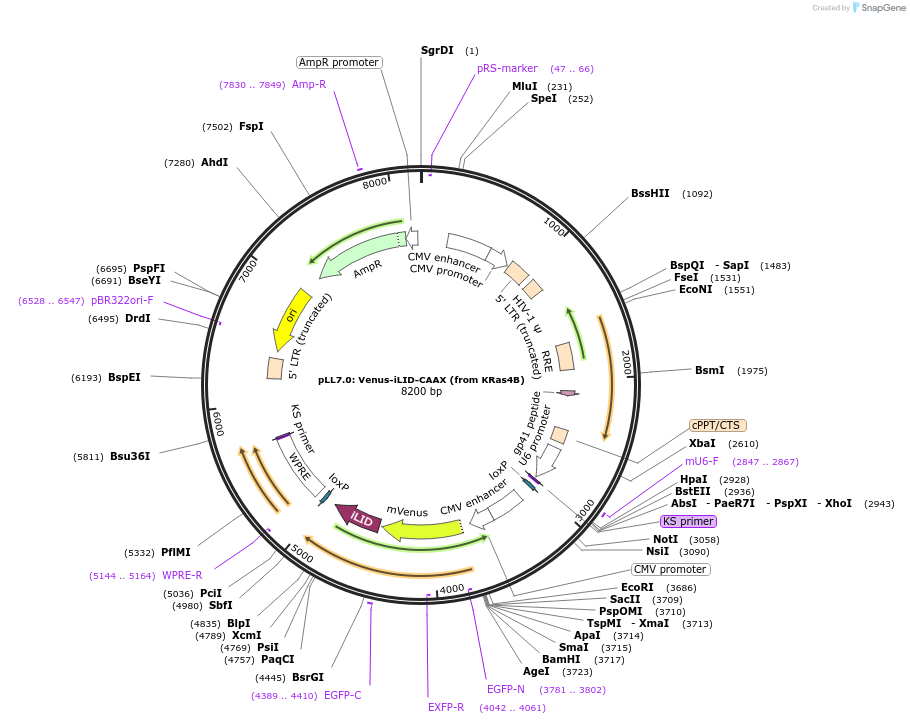 60411-plasmid-map-sequence-id-437123