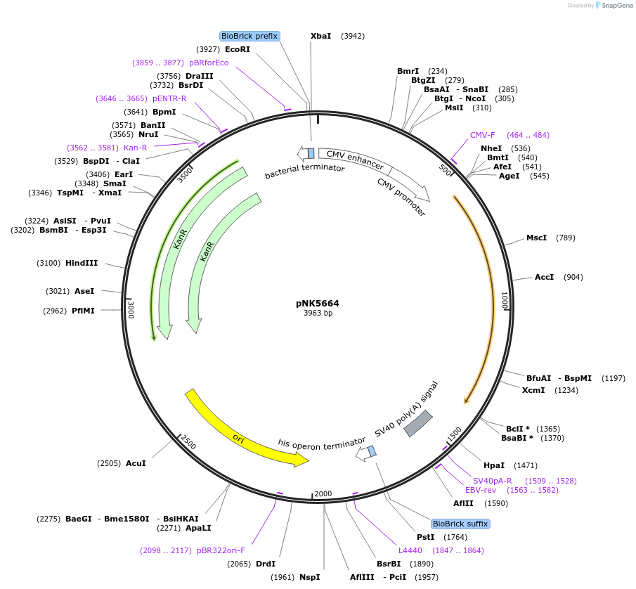 219747-plasmid-map-sequence-id-437128