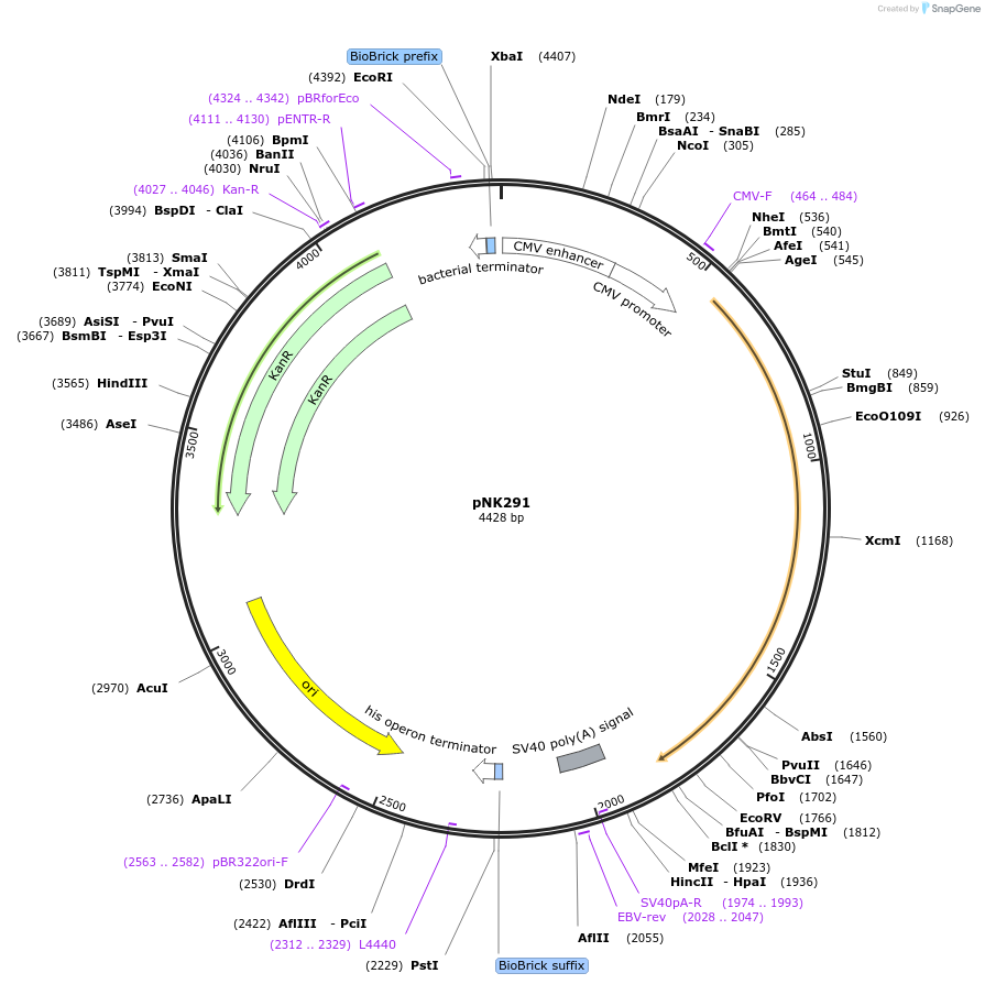 219748-plasmid-map-sequence-id-437130