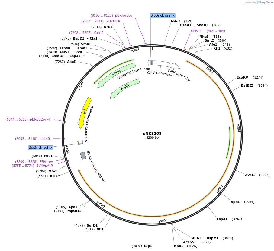219749-plasmid-map-sequence-id-437134