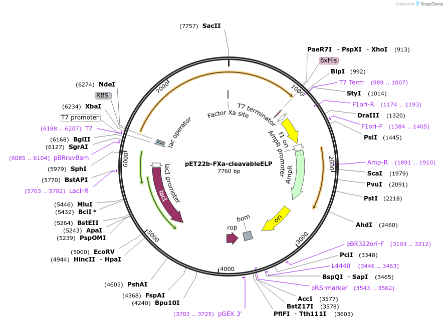 219403-plasmid-map-sequence-id-437135