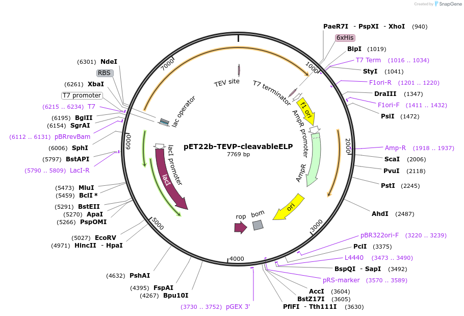 219402-plasmid-map-sequence-id-437136
