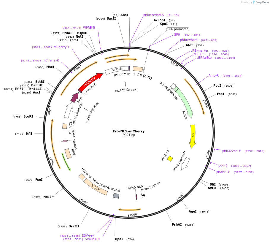 217613-plasmid-map-sequence-id-437138