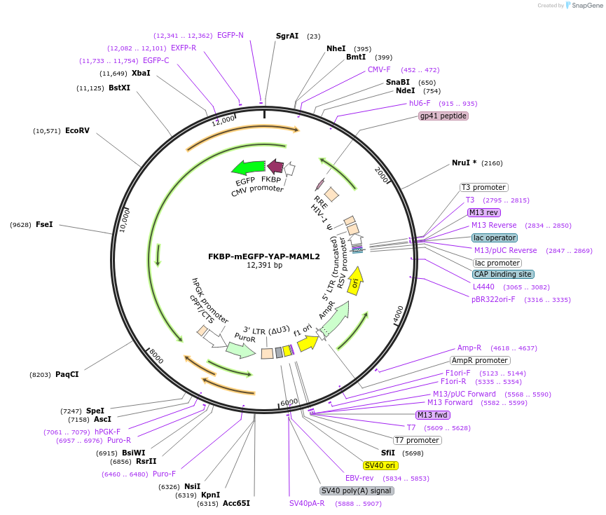 217612-plasmid-map-sequence-id-437139