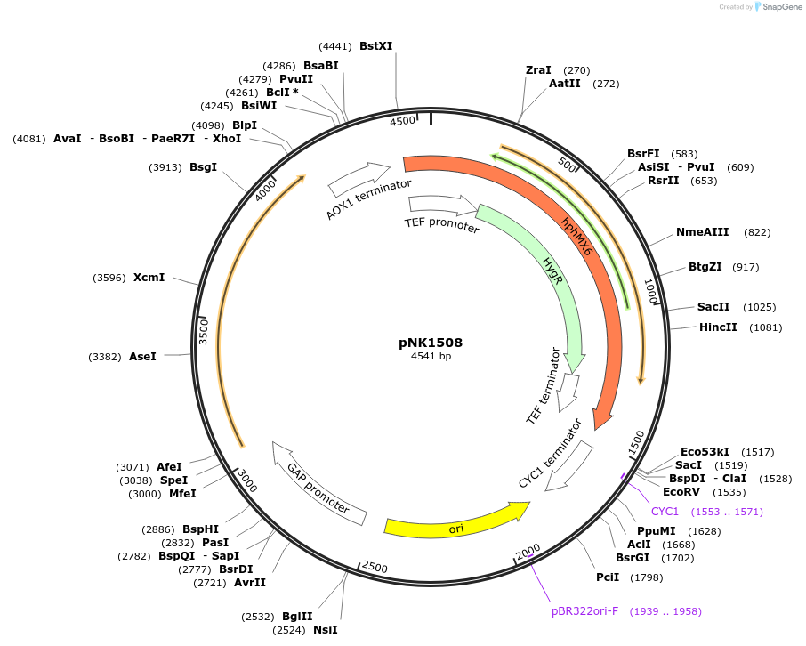 219750-plasmid-map-sequence-id-437141