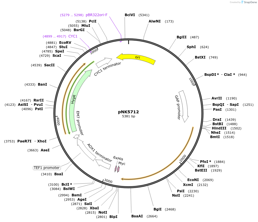 219752-plasmid-map-sequence-id-437144