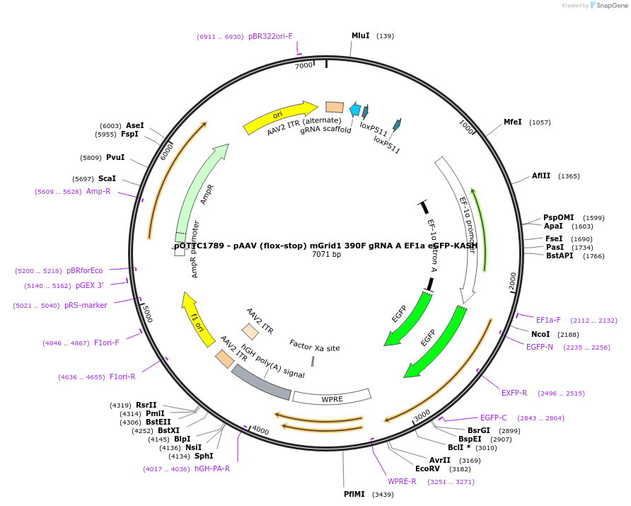 131684-plasmid-map-sequence-id-437146