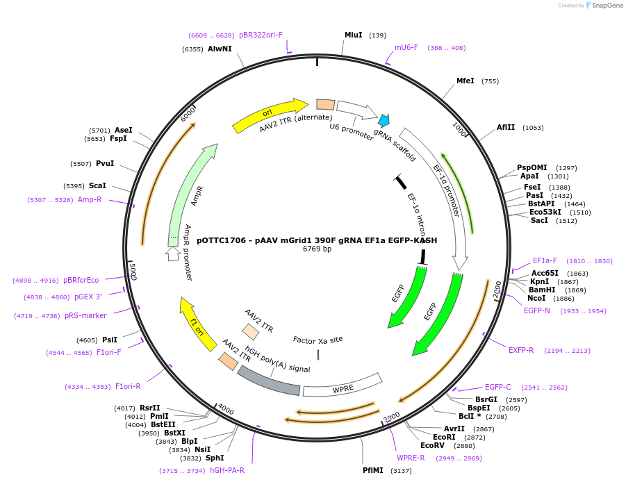 131683-plasmid-map-sequence-id-437147