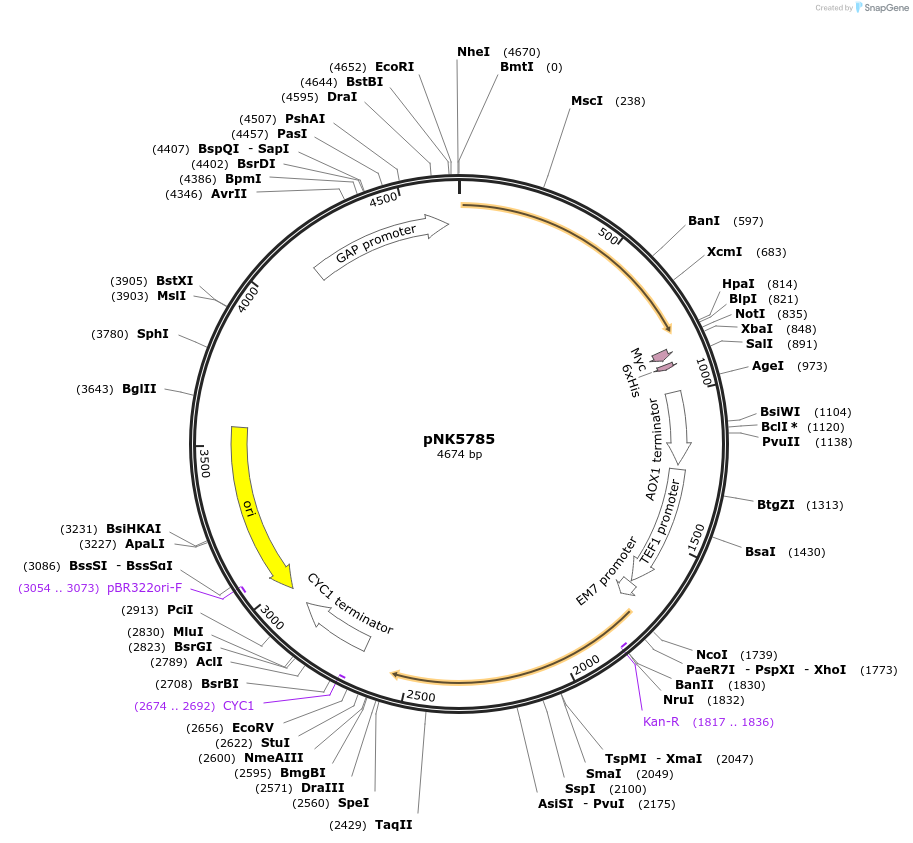 219753-plasmid-map-sequence-id-437148