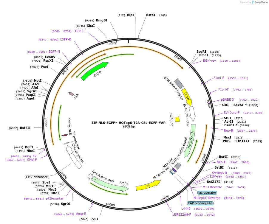217611-plasmid-map-sequence-id-437151