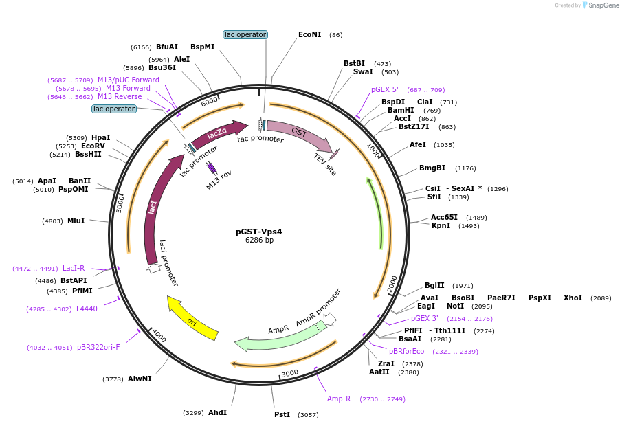 21495-plasmid-map-sequence-id-437155
