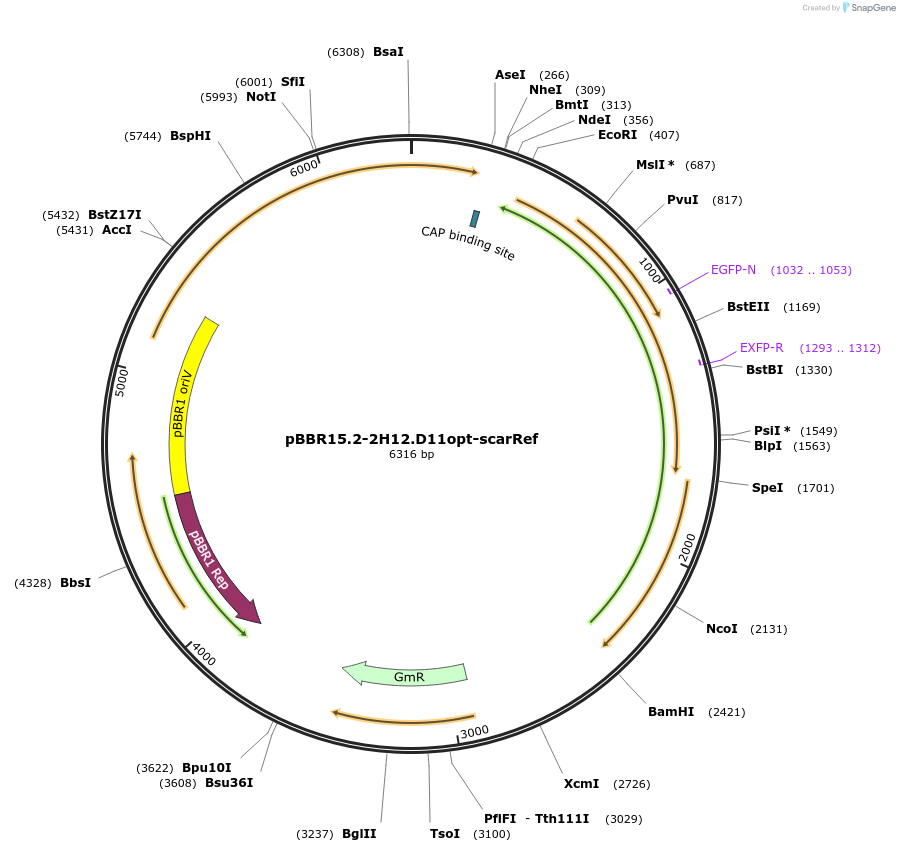 221150-plasmid-map-sequence-id-437166