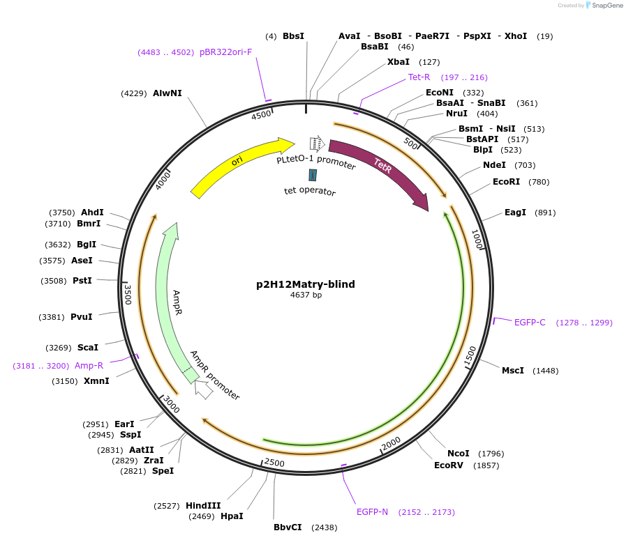 221181-plasmid-map-sequence-id-437176