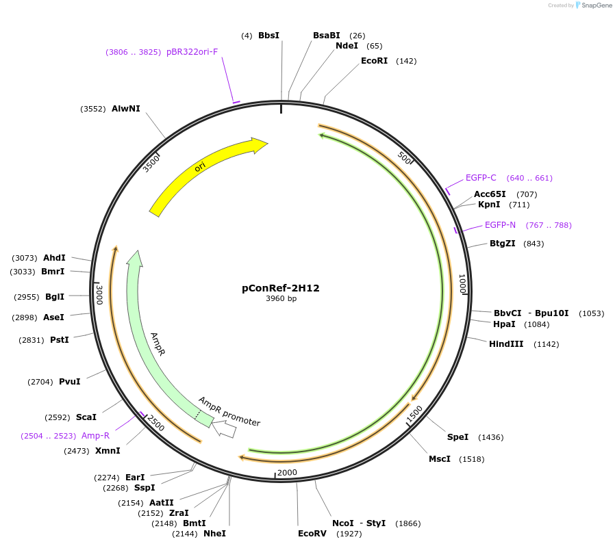 221182-plasmid-map-sequence-id-437177