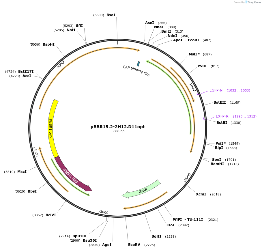221185-plasmid-map-sequence-id-437179