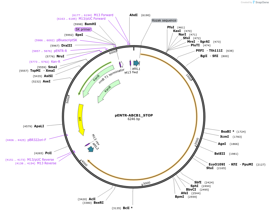 221424-plasmid-map-sequence-id-437188
