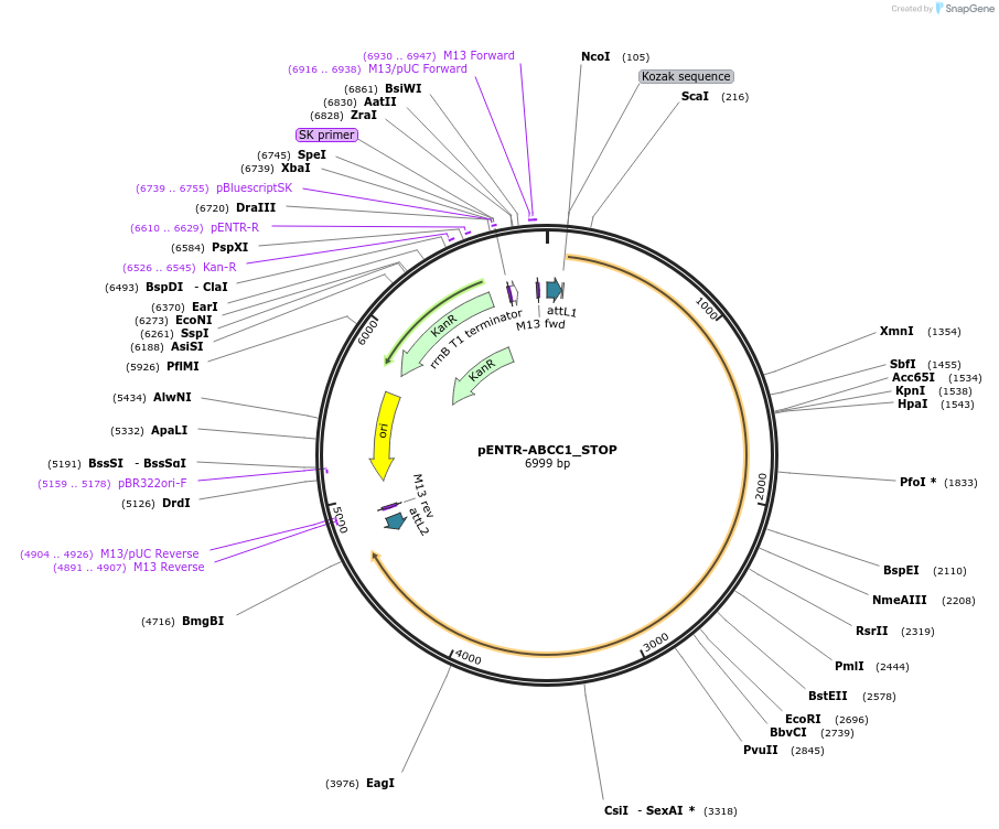 221423-plasmid-map-sequence-id-437189