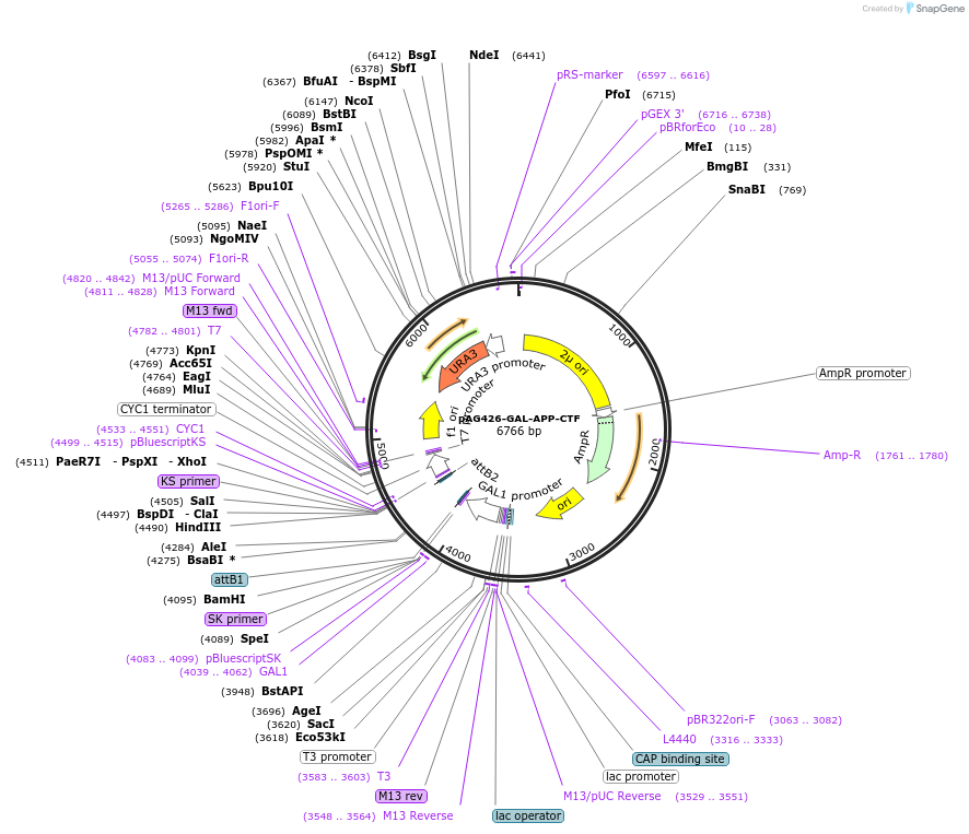 181732-plasmid-map-sequence-id-437192