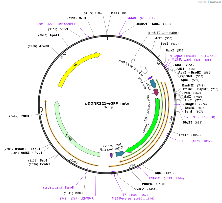 221414-plasmid-map-sequence-id-437198