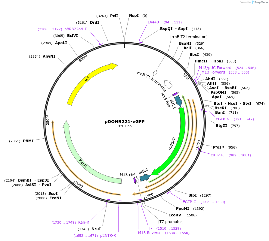 221413-plasmid-map-sequence-id-437200