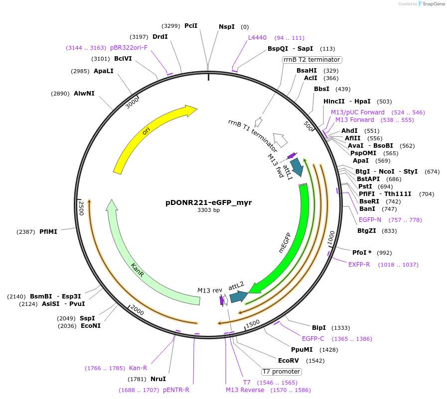 221412-plasmid-map-sequence-id-437203