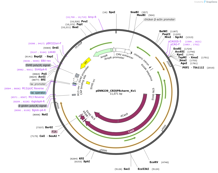220838-plasmid-map-sequence-id-437207